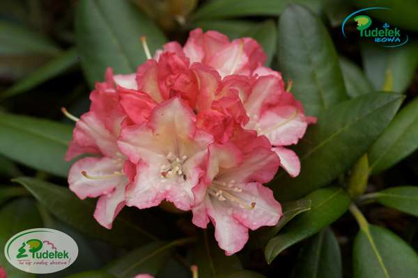 Rhododendron Minikin